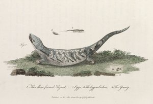 The Skink-formed Lizard
