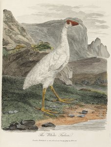 The White Fulica by John Pardon