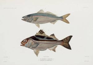 Two types of fish by John Pardon