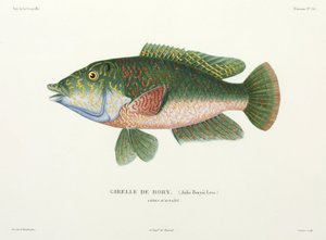 Type of Wrasse, Tahiti by John Pardon