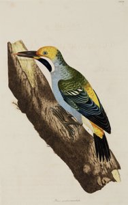 Woodpecker