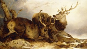 The Combat by Richard Ansdell