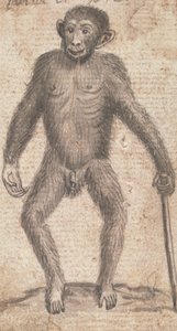 Monkeys (One of Three on One Mount)