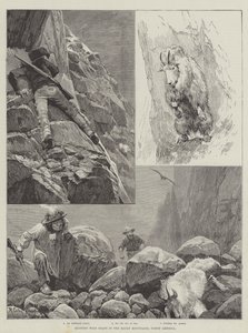 Hunting Wild Goats in the Rocky Mountains, North America