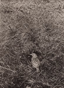 Meadow Pipit by Richard and Cherry Kearton