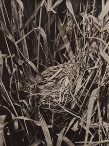 Sedge Warbler on nest by Richard and Cherry Kearton