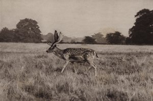 Fallow Deer by Richard and Cherry Kearton