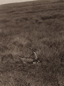 Golden Plover Covering Chicks by Richard and Cherry Kearton