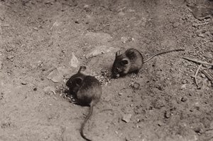 Mice at supper by Richard and Cherry Kearton