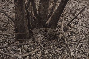 Pheasant on nest by Richard and Cherry Kearton