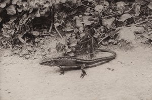 Sand lizard by Richard and Cherry Kearton
