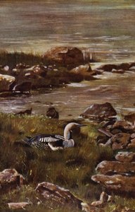 The Black-throated Diver by Richard and Cherry Kearton