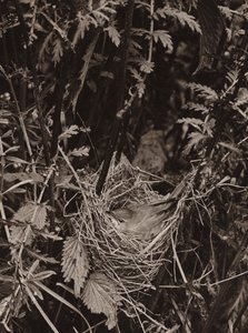 The marsh warbler by Richard and Cherry Kearton