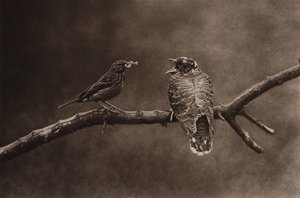 Tree pipit feeding a young cuckoo by Richard and Cherry Kearton