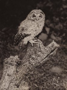 Young brown owl
