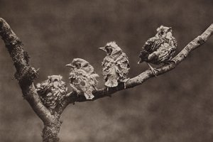 Young missel thrushes by Richard and Cherry Kearton