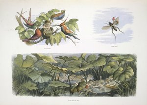 Elves