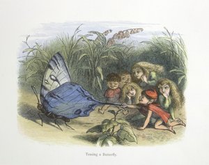 Teasing a Butterfly