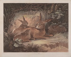 Set of Four: (3) A Litter of Hares