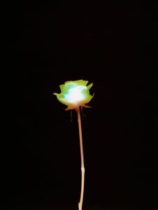 Untitled, 2007