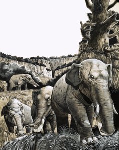 The Strange Amebelodon by Richard Hook