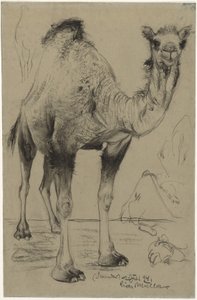 Dromedary by Richard Muller
