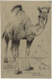 Dromedary, 1894 by Richard Muller