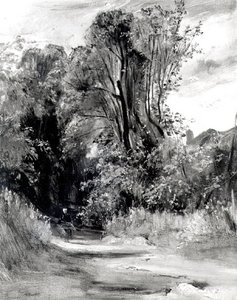Lane Through a Wood