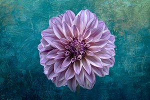 Dahlia on Teal by Richard Urbanski