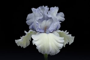 Elegant Blue Iris