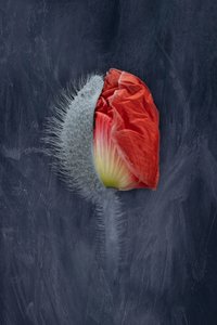 Emerging Red Poppy