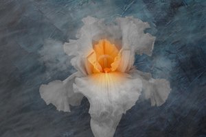 Glowing White Iris by Richard Urbanski