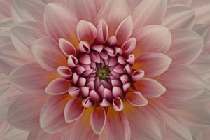 Vibrant Pink Dahlia