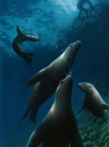 Sea Lions, 2004