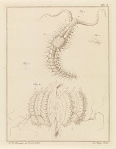 Ribbon Worm and a Comb Jelly by Robbert Muys