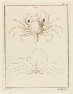 Shore Crab and a Type of Arrow Crab