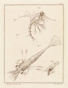Two Developmental Stages of the Shore Crab Larva by Robbert Muys