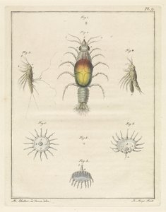 Various Sea Creatures by Robbert Muys