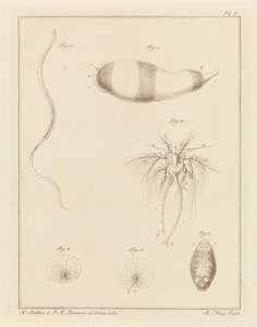 Various Sea Creatures by Robbert Muys