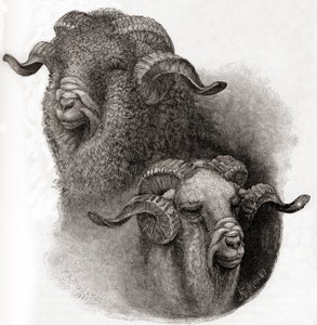Head of Merino Ram Compared Before and After Shearing by Robert Antoine Muller