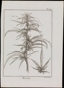 Marine Diagram of Flowers, c.1810