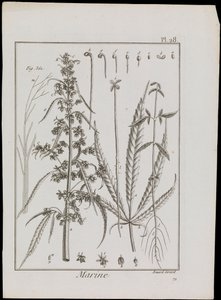 Marine Diagram of Flowers, c.1810 by Robert Benard