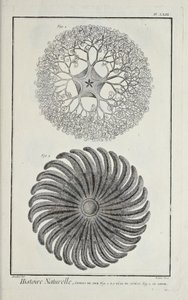 Sea stars, illustration from 