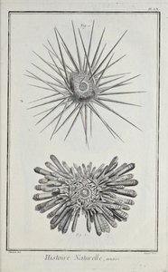 Urchins. Illustration from 
