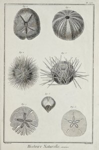Urchins, illustration from 