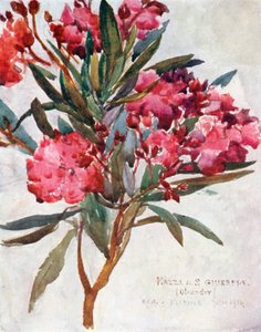 Study of Pink Oleander Blossom, the Mazza di San Guiseppe by Robert Charles Goff