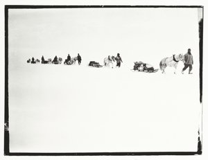 Ponies on the march, Great Ice Barrier, 2 December