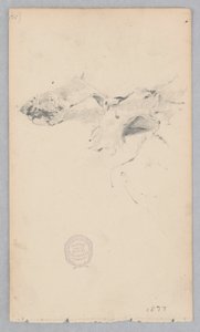 Tiger Skin Rug by Robert Frederick Blum