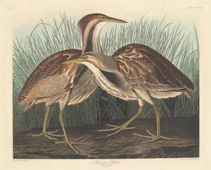 American Bittern by Robert Havell