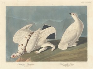 American Ptarmigan and White-tailed Grouse, 1838